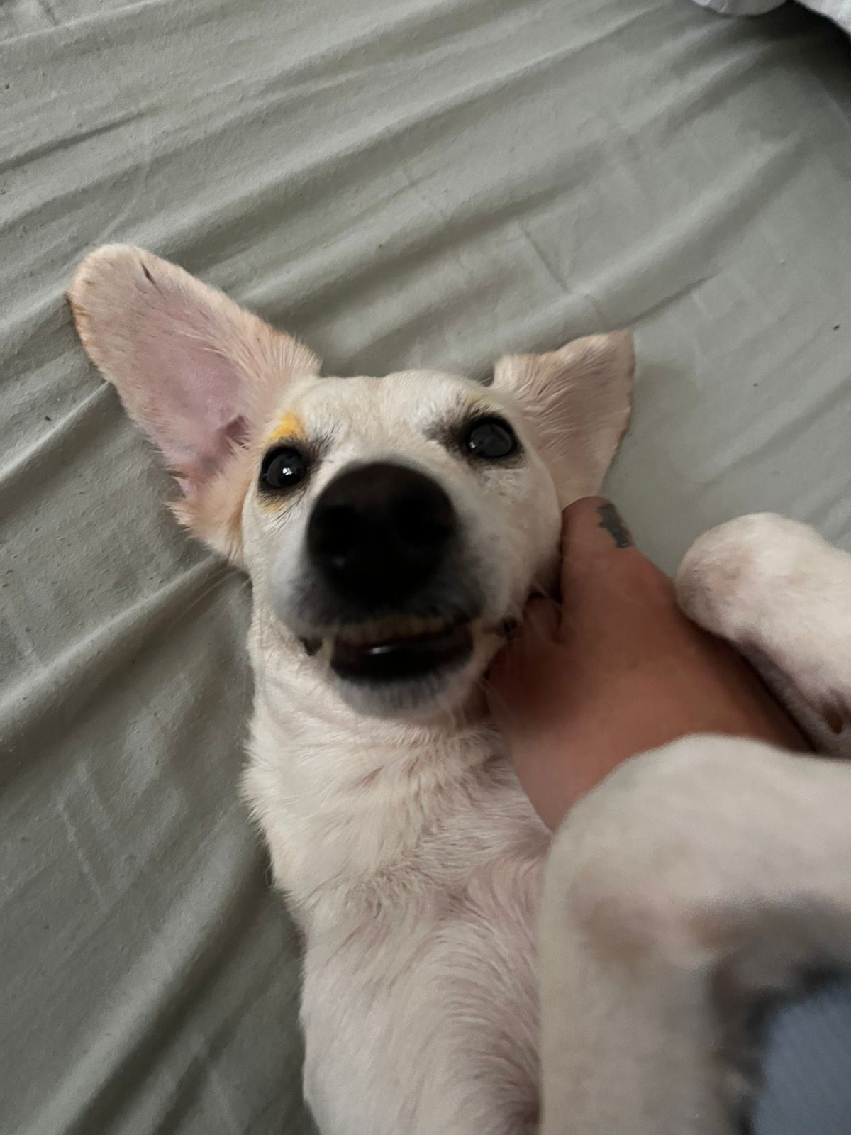 Happy dog after recovery