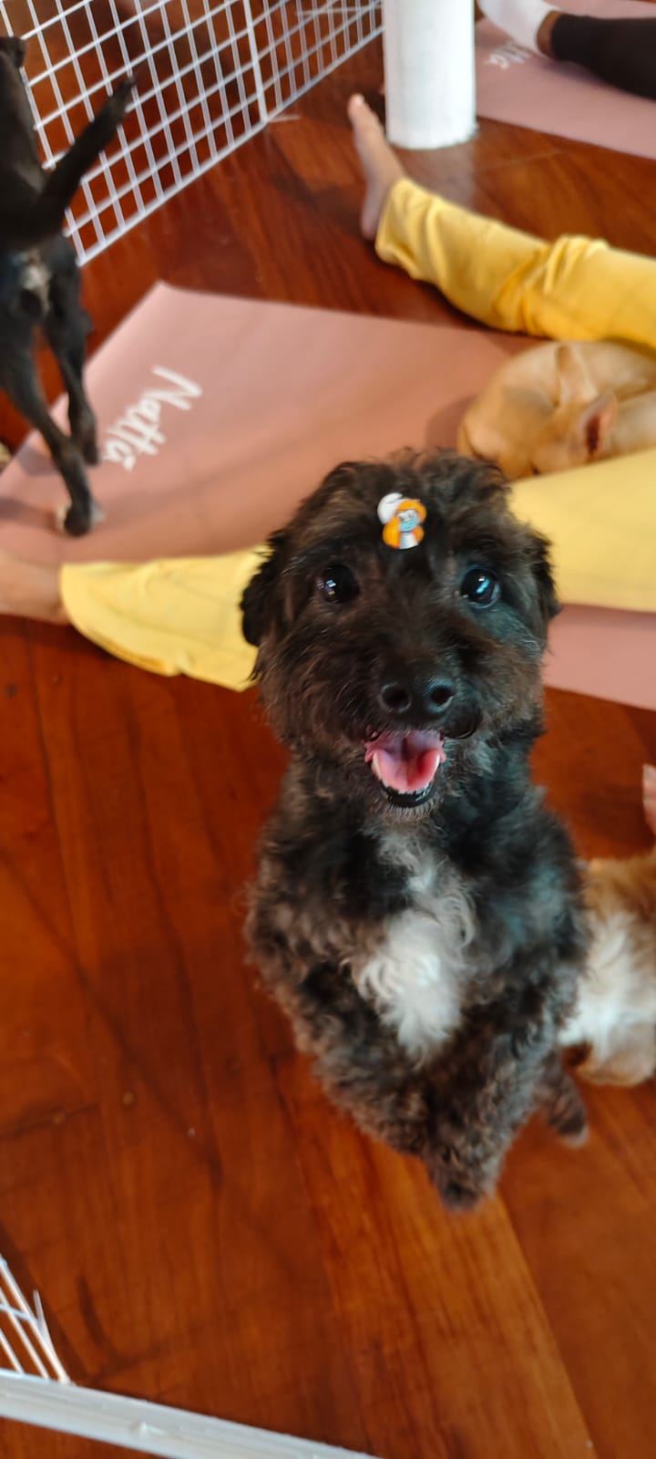 Happy recovered dog