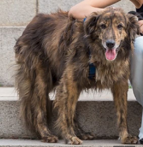 Dog recovered from mistreatment