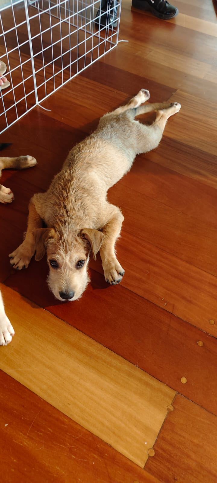 Abandoned puppy needing food and medicine