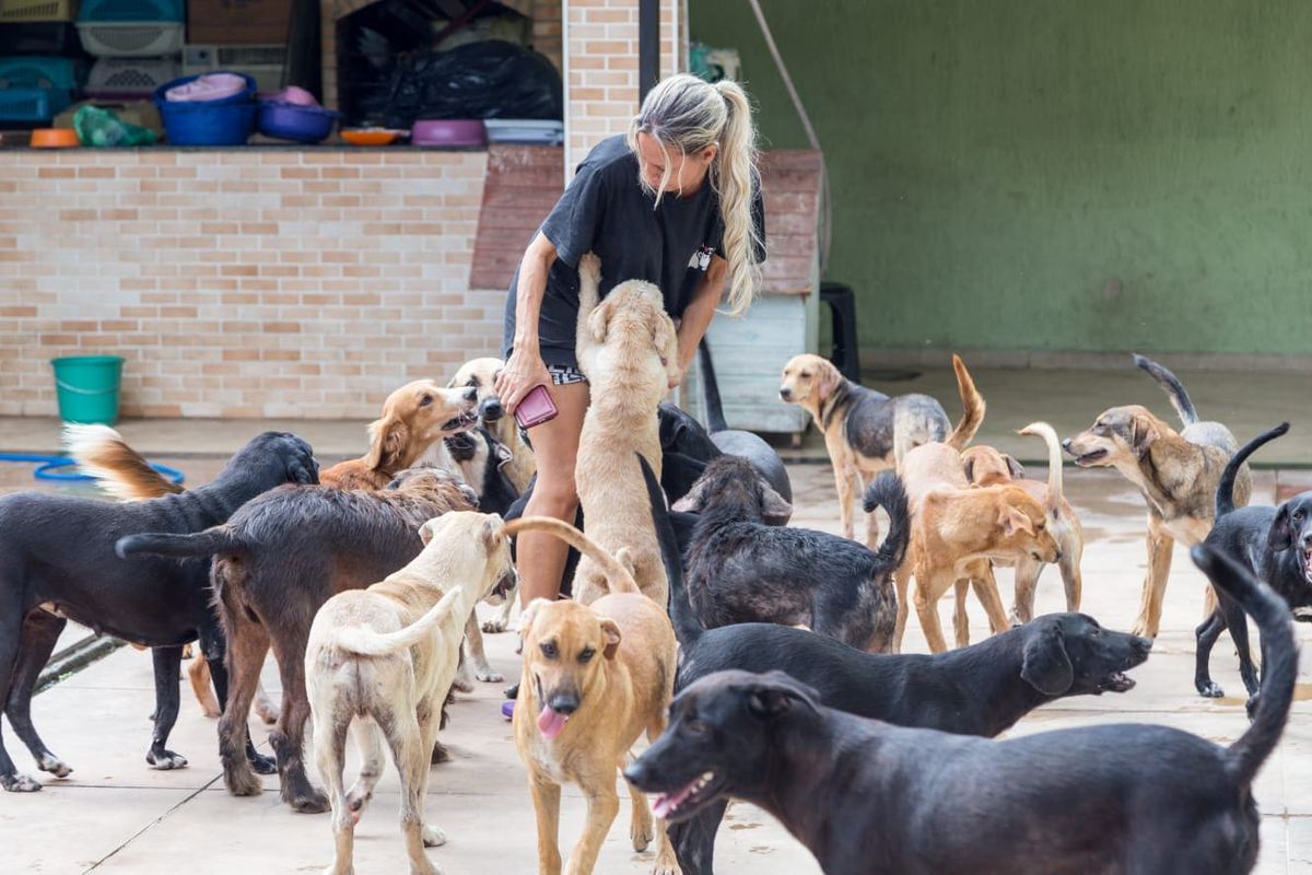 Animal rescue volunteer with rescued dogs